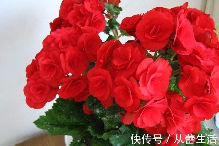 养花土里加点料,肥的流油,从来不板结,开花太猛了