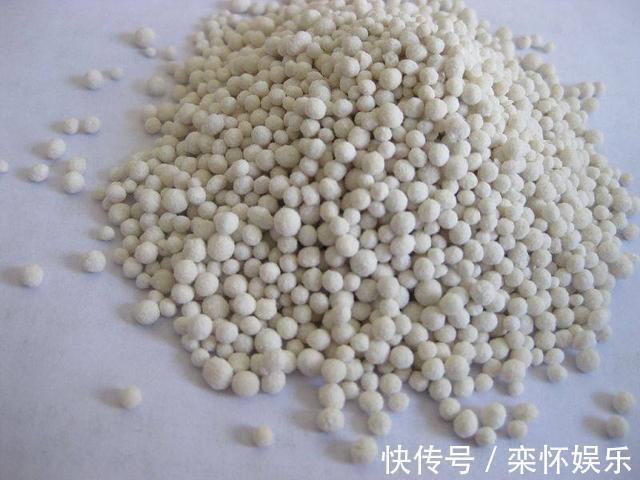 技巧|秋季如何养蟹爪兰，冬日才能花繁叶茂抓住3小技巧就够了