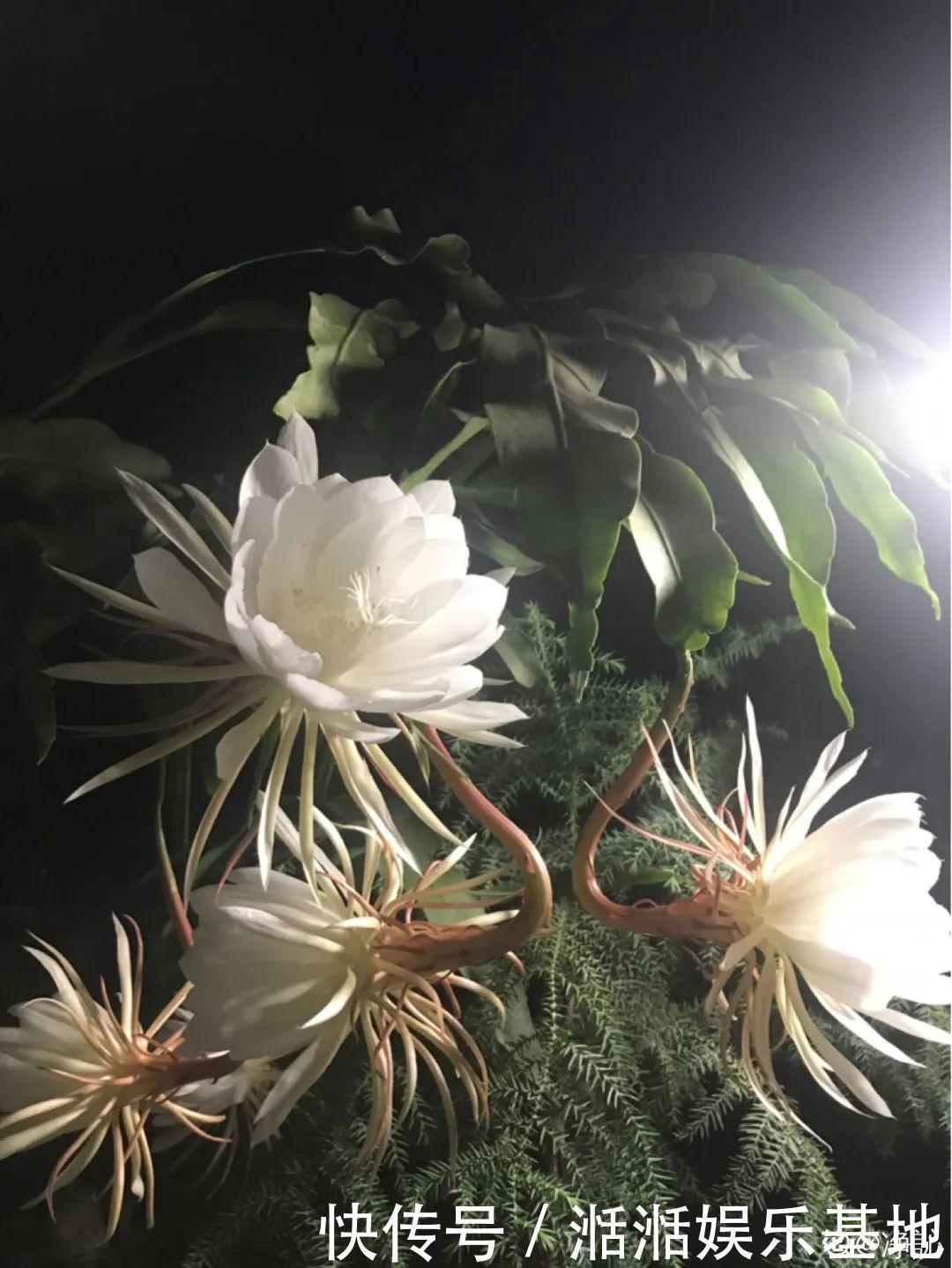 大爷家荷花种在花盆里，1次开花20朵，比巴掌还大！