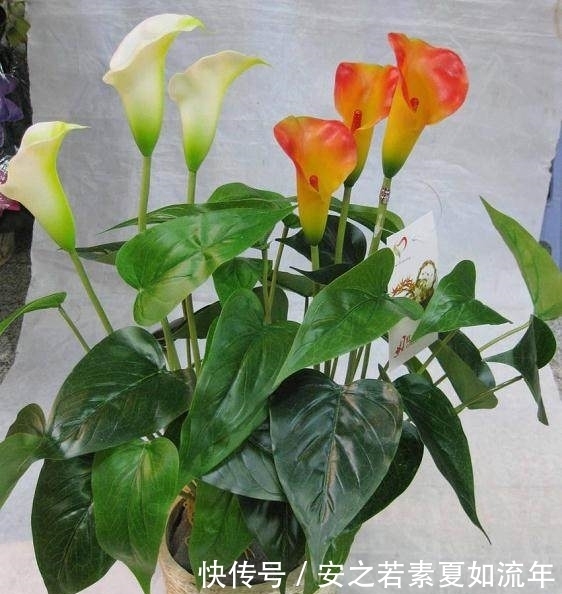 马蹄莲|养花爱浇水？那就养这4种花，越浇越爆盆，爱死了
