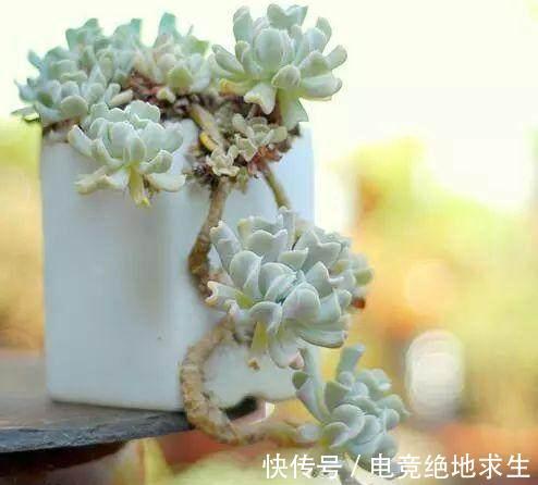 6种多肉，傻子都能养爆盆，不浇水都能活