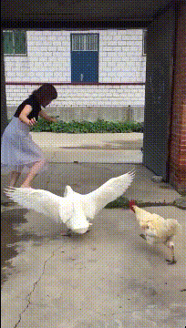 |搞笑GIF:给孩子选幼儿园,我觉得这家非常好