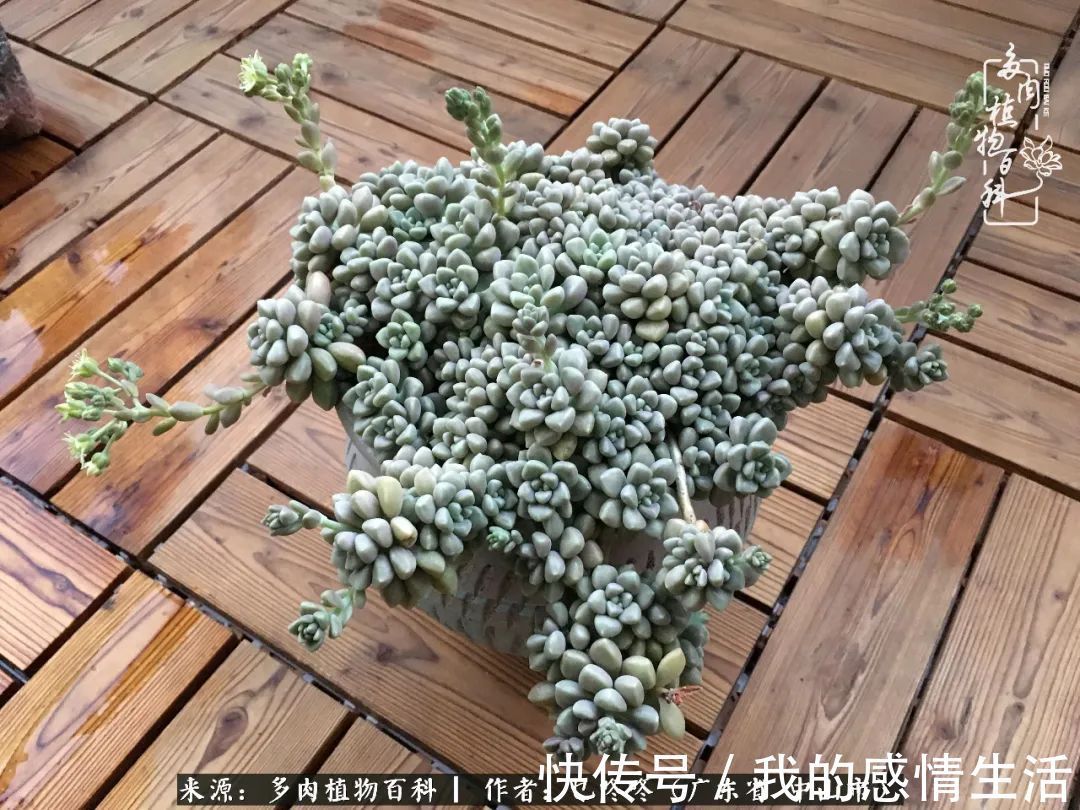 养多肉的路上患得患失，却依然如最初般热爱！