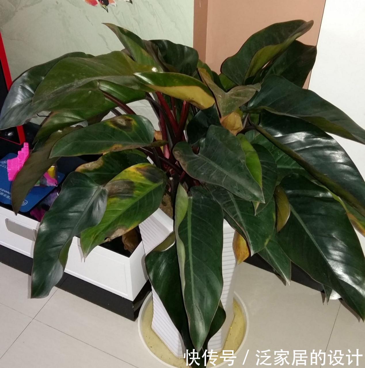 土壤|养花没有养分来源?学会这方法,一些树皮就能轻松搞定问题