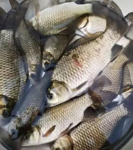 天冷了鱼不好钓？教你一种实用钓法，温度再低也能钓板鲫