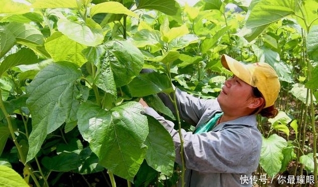 降血糖|“糖友”用桑叶泡水喝,谨记3个“不要”,别总是喝错了!