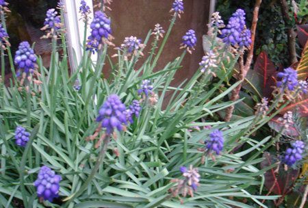 养花试试这几款，花朵浪漫芳香浓郁