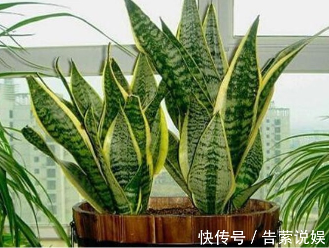 虎皮兰叶子“干瘪、发软”学会懒养，再浇“1种水”，精神抖擞