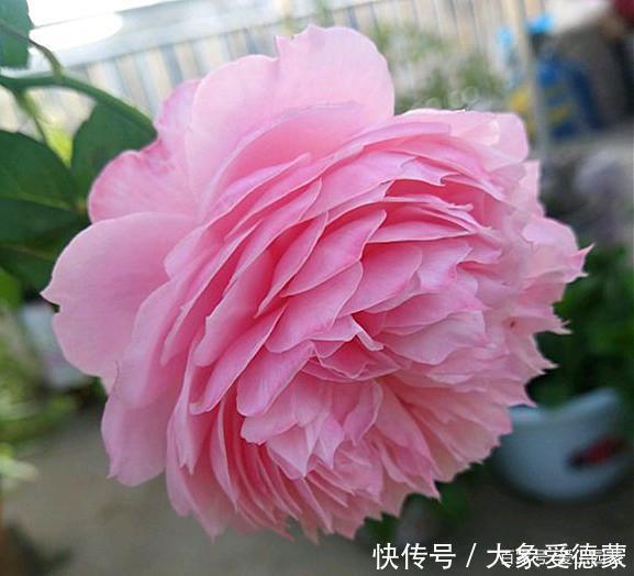 “河本女士,你的月季飞起来了!”聊聊那些仙到飞起的河本月季