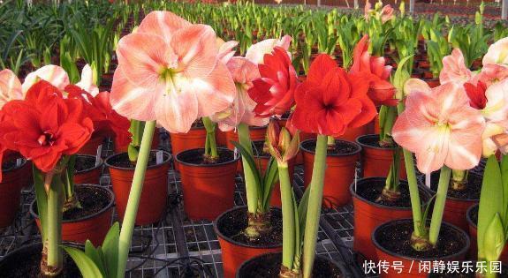 养这5样植物，将修剪做到位，才能年年抽枝发芽、长爆盆！