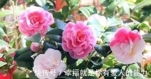 乙醇酸氧化酶|把这碗“营养液”倒在了花盆里，疯狂开花不招虫，还能冶黄叶！