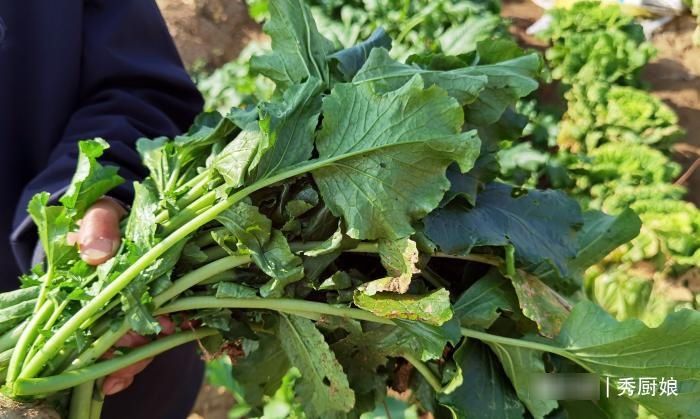 立冬后，碰见此菜别手软，整上30斤晒成干，随吃随取，营养又好吃