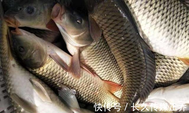 调漂|说一千道一万,热天我只服这鲤鱼钓法,简单又实用