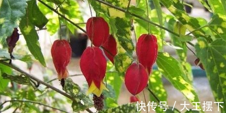 5种欠修理的花,开完花要“狠剪”,才能继续开花