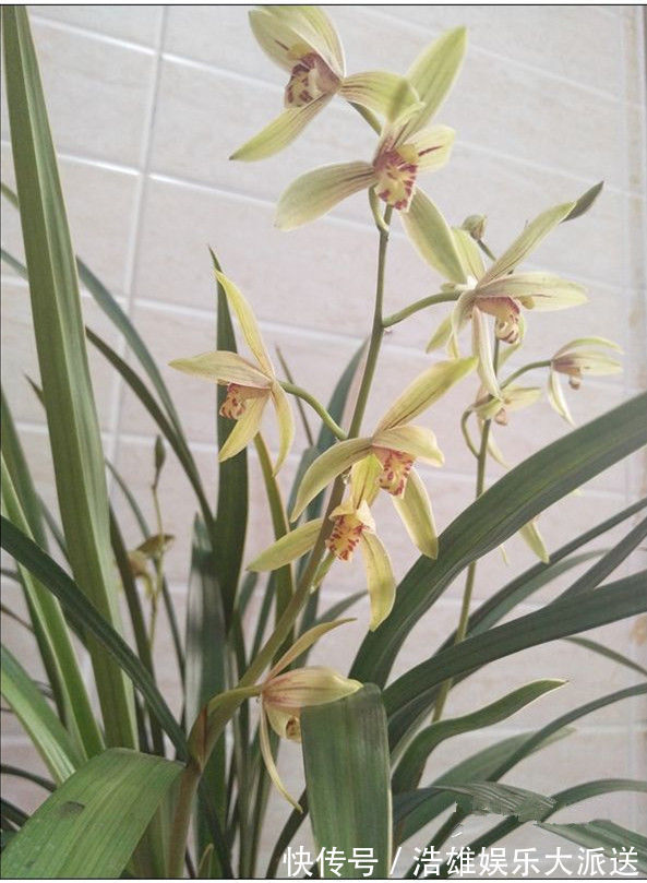 喜欢菊花,不如养盆优良玫瑰“红袖玫瑰” 似红颜知己,十分妩媚