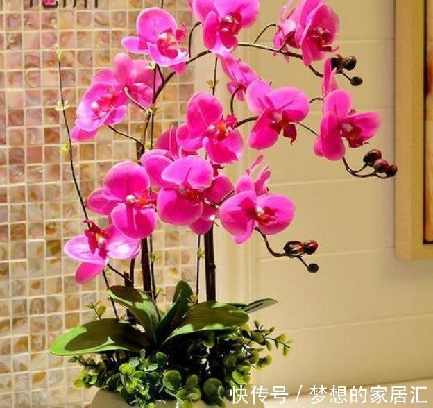 茶花|4种花比香水还好闻，客厅养1盆，一年四季开花不断