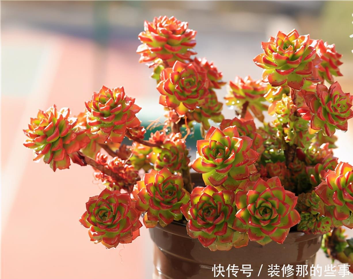 玄月|多肉可以晒太阳吗？注意2点，越晒颜色越好看，顺利出状态