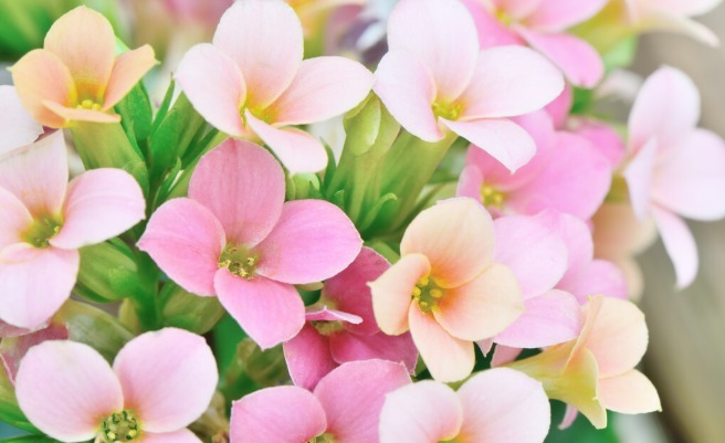 长寿花秋天怎么浇水学会一招,让长寿花秋天一样爆盆