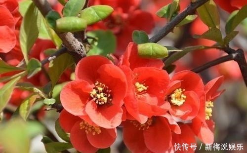 羡慕|有个小院子,定要养上5种花,开花好像小花园,谁看了都羡慕!