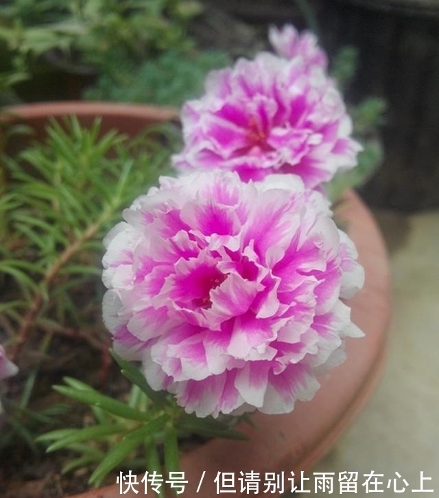 适合|一种很耐热的花,适合夏天养,花美似牡丹,三季开花,是盆栽佳品