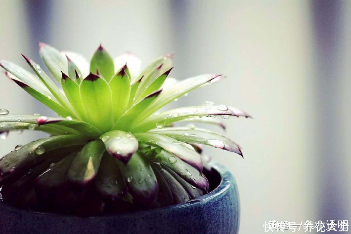 观音莲|多肉“摊大饼”，解决这3点，叶片挺拔还肥大