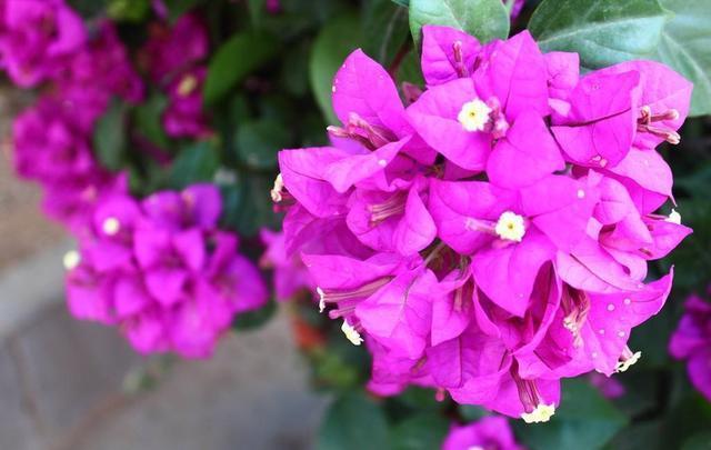 三角梅只冒叶子不开花,找准原因,花比叶子窜得快,这招真有用