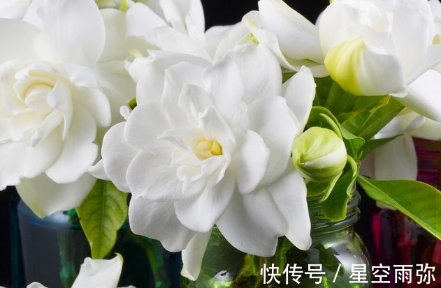 栀子花年年买,就是养不住,怎么回事