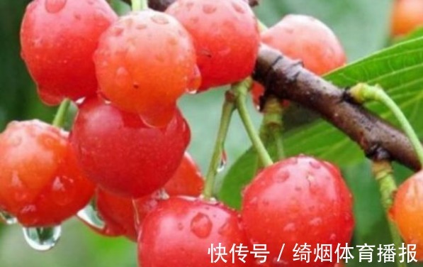 碧护|樱桃美容养颜、调理肠胃，农民掌握施肥要点，收获吃不完的樱桃