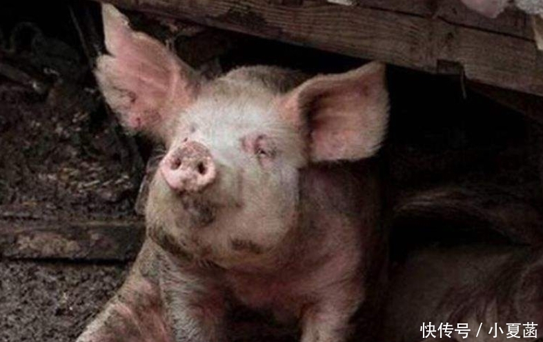 猪肉|一头重量200斤左右的猪,把它的肉全部卖完能赚多少钱?长见识了