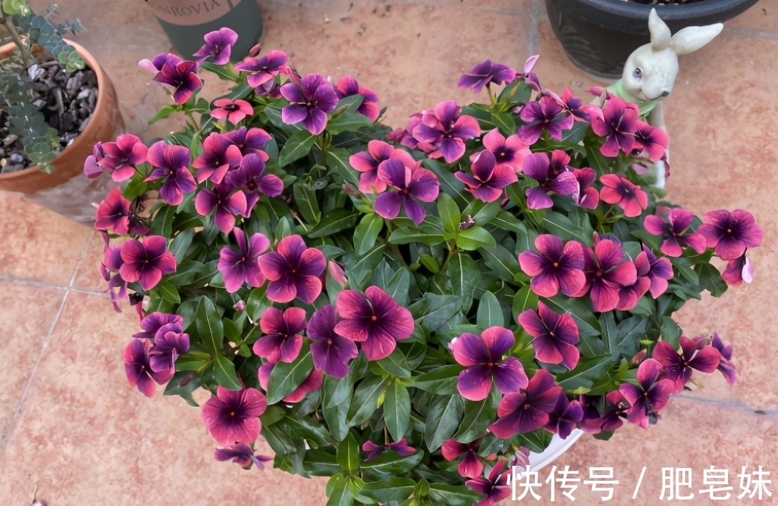 风险|网购花卉“有风险”，既然选择网购，就要接受这些事，有心理准备