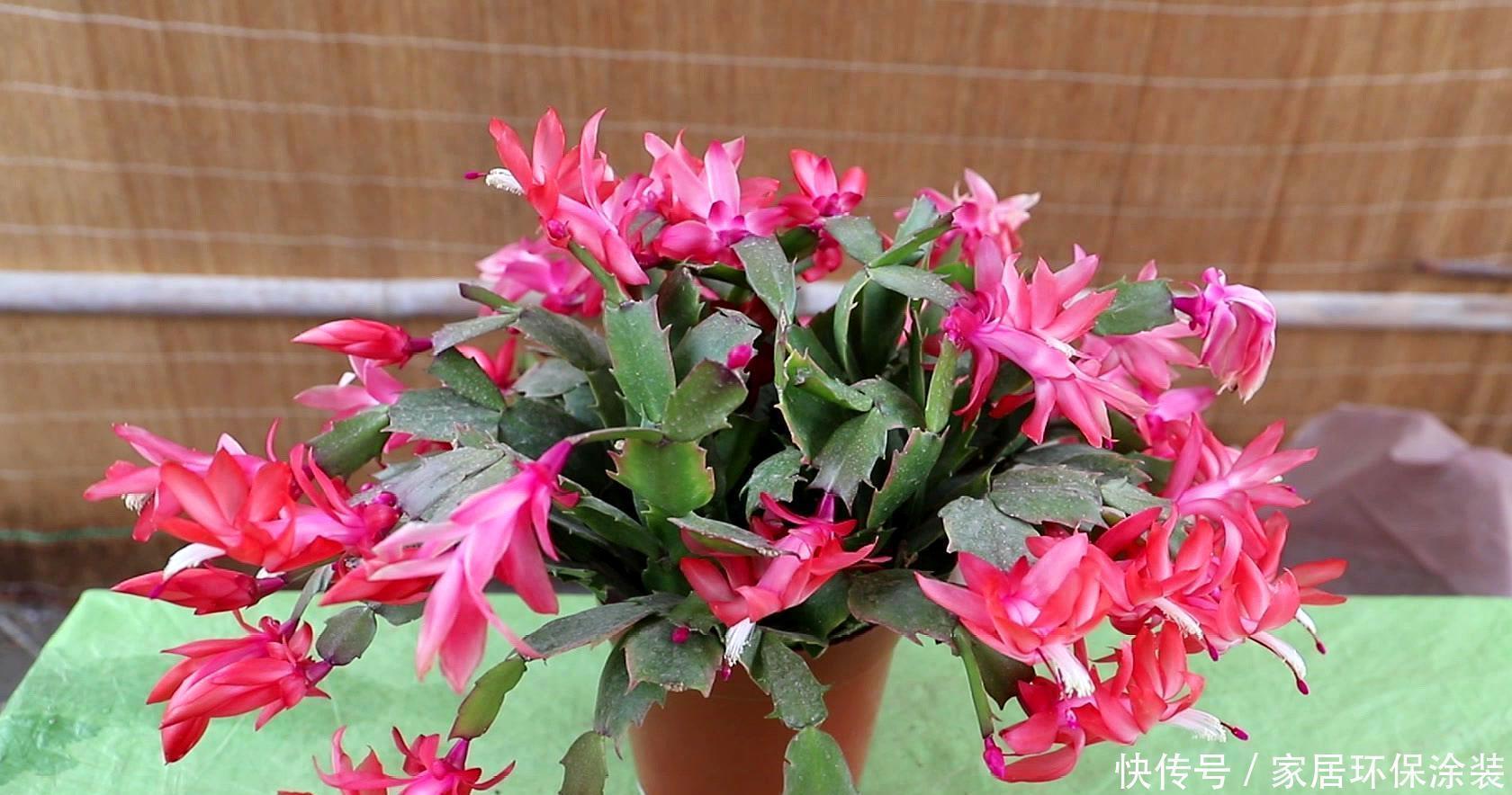 栽种|蟹爪兰侧芽多开花满盆,是因为加了这个,这是绝招