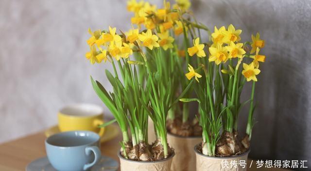 生活中冬天常见的花,都含有毒,养护需小心,摆放有讲究