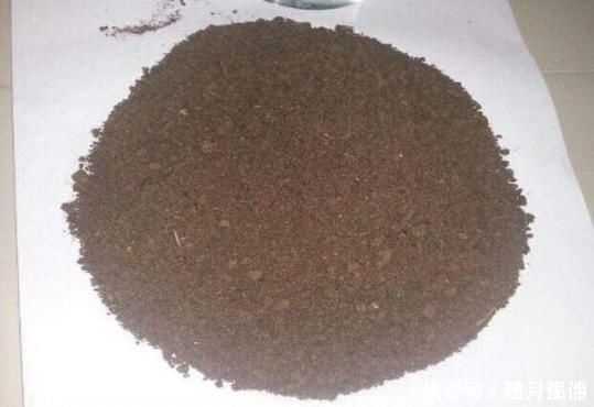 用生根水、淘米水养花,都赢不了这种“万能水”,养啥旺啥