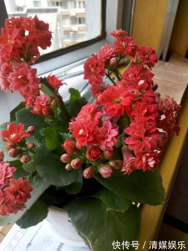 养长寿花，叶子开始发红，不精神，这2个“小动作”要注意！