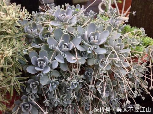5种多肉植物，耐寒又好养，冻一冻颜色更好看，值得拥有