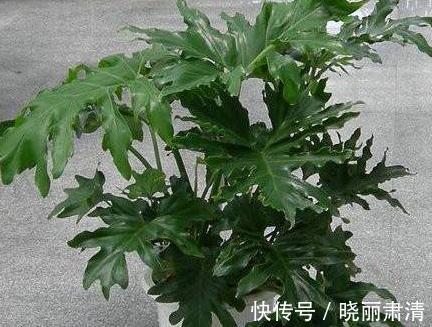 室内养5种观叶盆栽,美观大气,上档次,长势旺,叶片油绿发亮