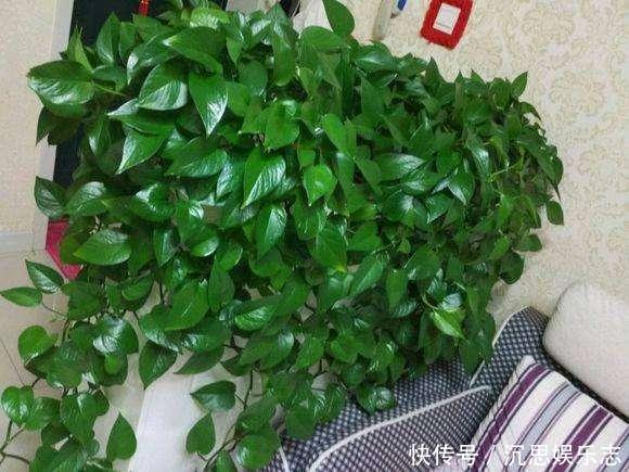 叶片|绿萝越养越小改3个毛病,一会“绿瀑布”,一会“绿萝墙”
