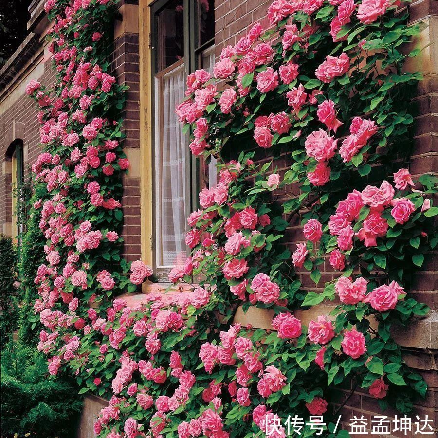 家有庭院绝不可错过的5种花，打造花海无压力，任谁看了都羡慕