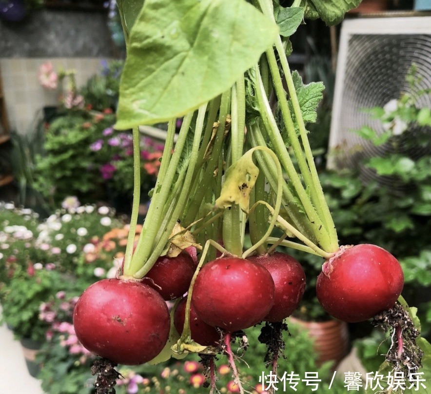 大小像“葡萄”一样的萝卜,种在花盆里,养30天就能摘一篮子