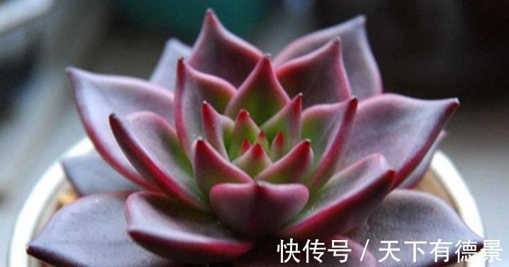 光照|秋天养一盆多肉黑王子,机制状态下霸气侧漏,谁见了都夸大气