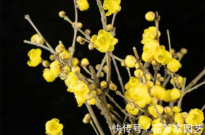 这六种花不怕冷,而且好养易活,冻一冻反而长得更好