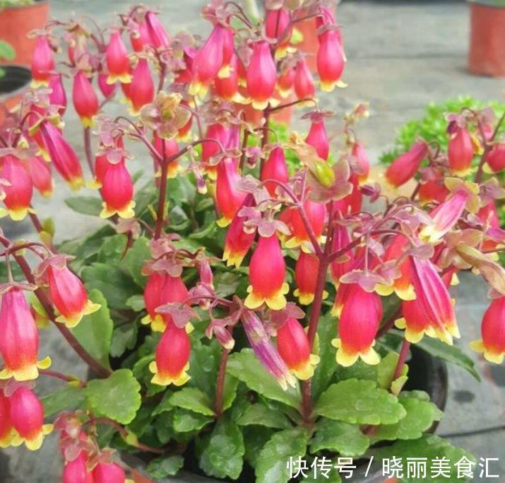  4种花养家里，福旺运旺财更旺，一年四季可开花，快快养起来！