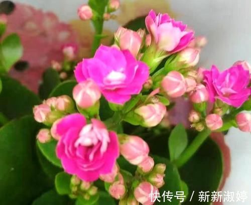 长寿花还不长花苞,赶紧找个袋子套一套