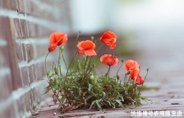 白送|有钱人家里从不养“4种花”,白送都不要,你还傻傻往家买