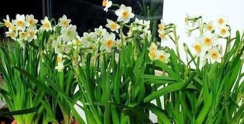 担心|担心高效肥烧根怎么办不如在家自制4种花肥,肥效久、见效慢