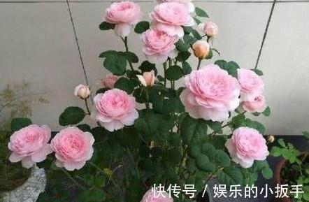 入冬后三角梅,月季,茉莉怎么养,学会这些技巧,叶片绿开花旺
