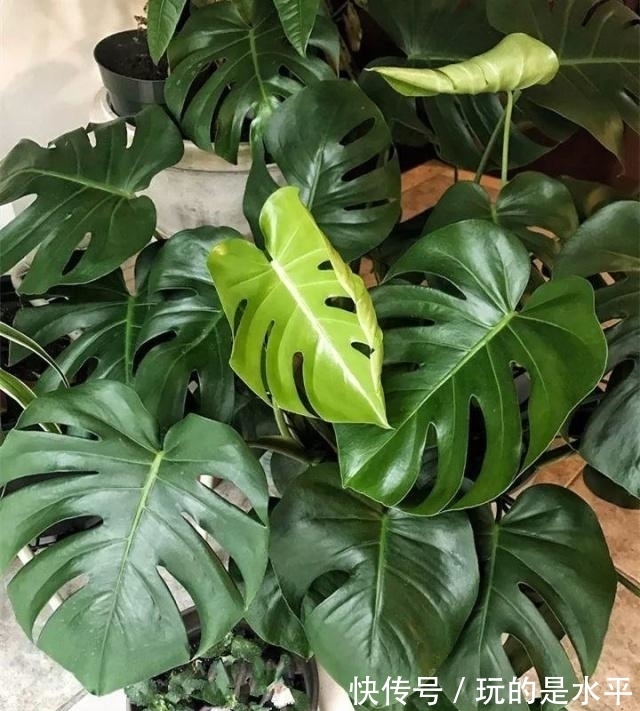 养了3年的龟背竹,冬天也给“浇点肥”,蹭蹭冒出4片新叶子