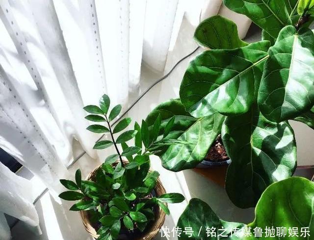 用自来水、雨水、桶装水和凉开水养花的差别，哪种水养花最好呢