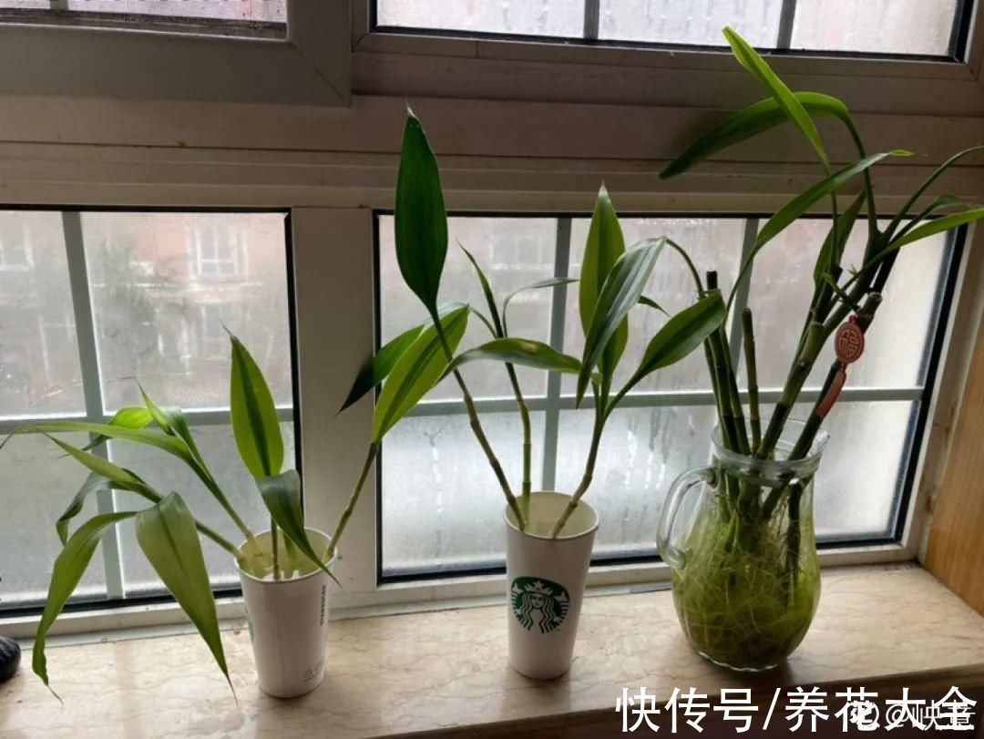 养花大棚倒闭,“贵货花”路边扔了一地,后悔没带个大麻袋