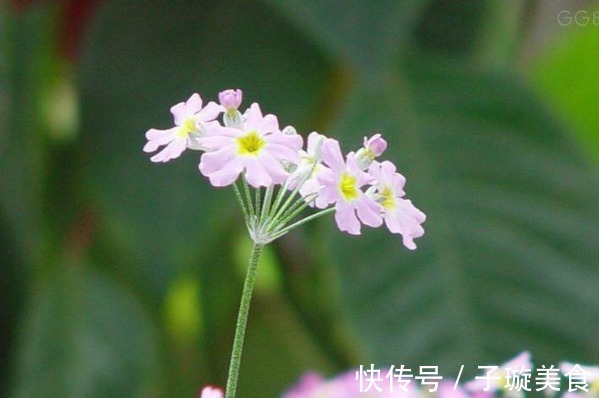 家里养花,不如养盆世界十大花语最浪漫的花樱花草,美艳妖俏!